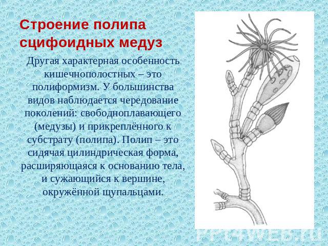 Строение полипа сцифоидных медуз Другая характерная особенность кишечнополостных – это полиформизм. У большинства видов наблюдается чередование поколений: свободноплавающего (медузы) и прикреплённого к субстрату (полипа). Полип – это сидячая цилиндр…