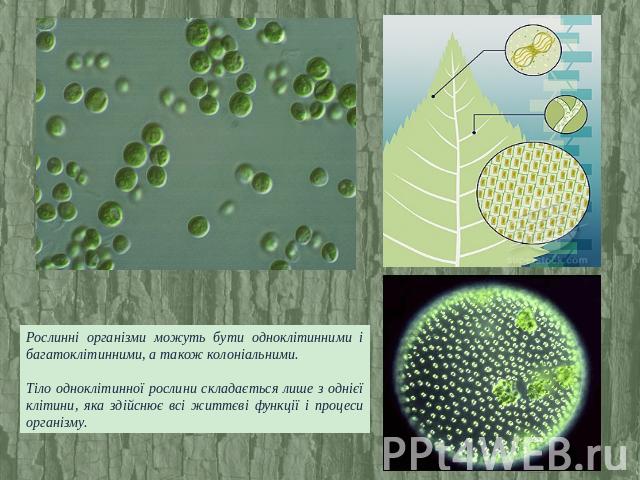 Рослинні організми можуть бути одноклітинними і багатоклітинними, а також колоніальними. Тіло одноклітинної рослини складається лише з однієї клітини, яка здійснює всі життєві функції і процеси організму.
