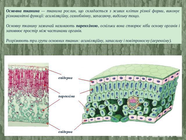 Основна тканина — тканина рослин, що складається з живих клітин різної форми, виконує різноманітні функції: асиміляційну, газообмінну, запасаючу, видільну тощо. Основну тканину зазвичай називають паренхімою, оскільки вона створює ніби основу органів…