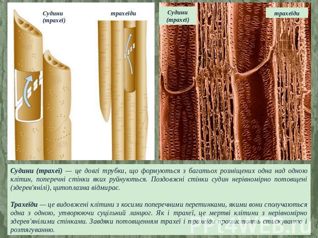 Судини (трахеї) — це довгі трубки, що формуються з багатьох розміщених одна над одною клітин, поперечні стінки яких руйнуються. Поздовжні стінки судин нерівномірно потовщені (здерев'янілі), цитоплазма відмирає. Трахеїди — це видовжені клітини з коси…