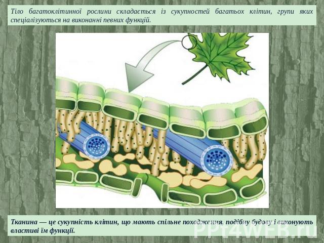 Тіло багатоклітинної рослини складається із сукупностей багатьох клітин, групи яких спеціалізуються на виконанні певних функцій.Тканина — це сукупність клітин, що мають спільне походження, подібну будову і виконують властиві їм функції.