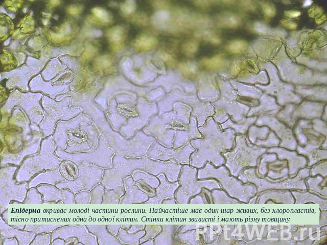 Епідерма вкриває молоді частини рослини. Найчастіше має один шар живих, без хлоропластів, тісно притиснених одна до одної клітин. Стінки клітин звивисті і мають різну товщину.