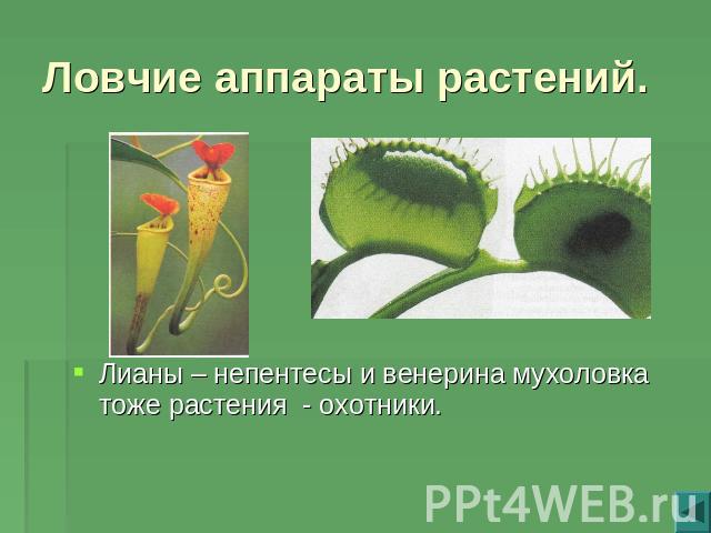 Ловчие аппараты растений.Лианы – непентесы и венерина мухоловка тоже растения - охотники.
