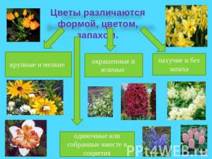 Цветы различаются формой, цветом, запахом.крупные и мелкие окрашенные и зеленые