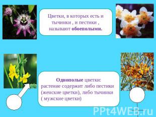 Цветки, в которых есть и тычинки , и пестики ,называют обоеполыми.Однополые цвет