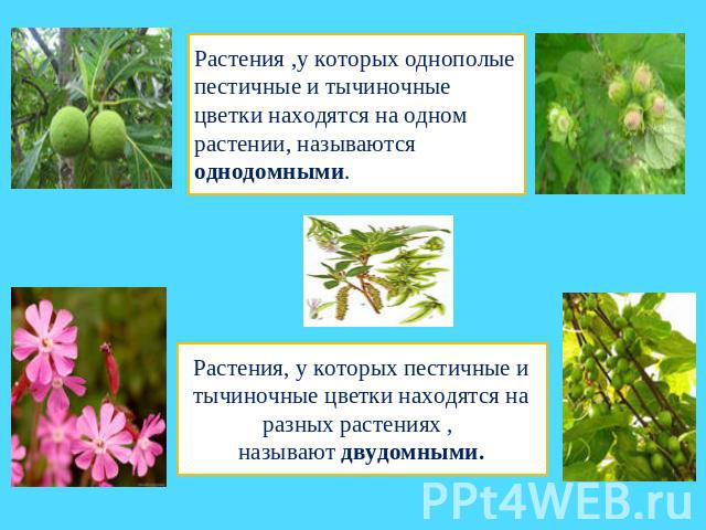 Растения ,у которых однополые пестичные и тычиночные цветки находятся на одном растении, называются однодомными.Растения, у которых пестичные и тычиночные цветки находятся на разных растениях , называют двудомными.