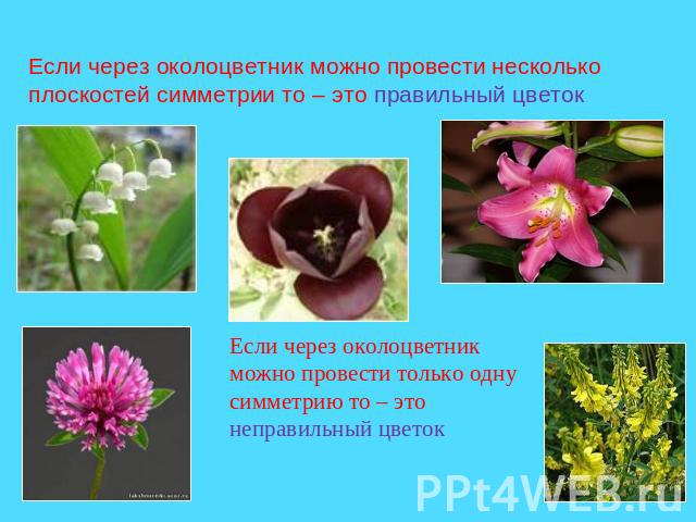 Если через околоцветник можно провести несколько плоскостей симметрии то – это правильный цветокЕсли через околоцветник можно провести только одну симметрию то – это неправильный цветок