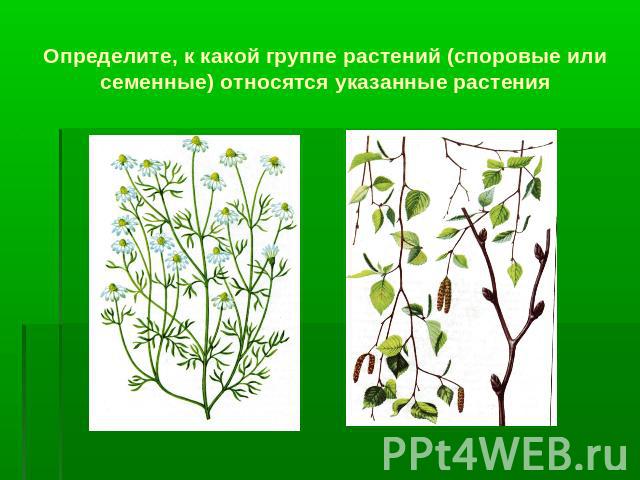 Определите, к какой группе растений (споровые или семенные) относятся указанные растения