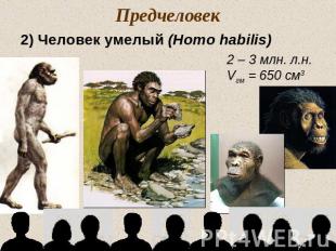 Предчеловек2) Человек умелый (Homo habilis)2 – 3 млн. л.н.Vгм = 650 см3