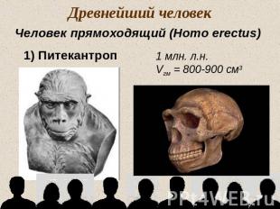 Древнейший человекЧеловек прямоходящий (Homo erectus)1) Питекантроп1 млн. л.н.Vг