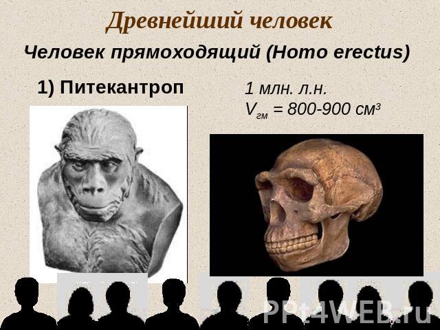 Древнейший человекЧеловек прямоходящий (Homo erectus)1) Питекантроп1 млн. л.н.Vгм = 800-900 см3