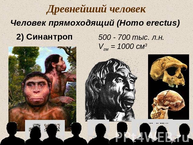 Древнейший человекЧеловек прямоходящий (Homo erectus)2) Синантроп500 - 700 тыс. л.н.Vгм = 1000 см3