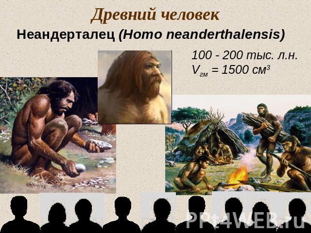 Древний человекНеандерталец (Homo neanderthalensis)100 - 200 тыс. л.н.Vгм = 1500 см3