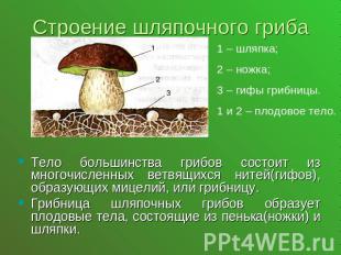 Строение шляпочного гриба1 – шляпка;2 – ножка;3 – гифы грибницы.1 и 2 – плодовое
