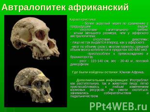 Автралопитек африканский Характеристика: - более округлый череп по сравнению с п