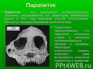 ПарапитекПарапитек - вид ископаемой человекообразной обезьяны, обнаруженный на т