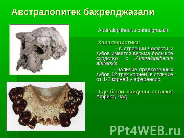 Австралопитек бахрелджазали Australopithecus bahrelghazali Характеристика: - в строении челюсти и зубов имеется весьма большое сходство с Australopithecus afarensis; - наличие предкоренных зубов 12 трех корней, в отличие от 1-2 корней у афаренсис. Г…