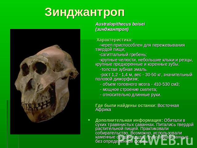 ЗинджантропAustralopithecus boisei (зинджантроп) Характеристика: -череп приспособлен для пережевывания твердой пищи; -сагиттальный гребень; -крупные челюсти, небольшие клыки и резцы, крупные предкоренные и коренные зубы. -толстая зубная эмаль. -рост…
