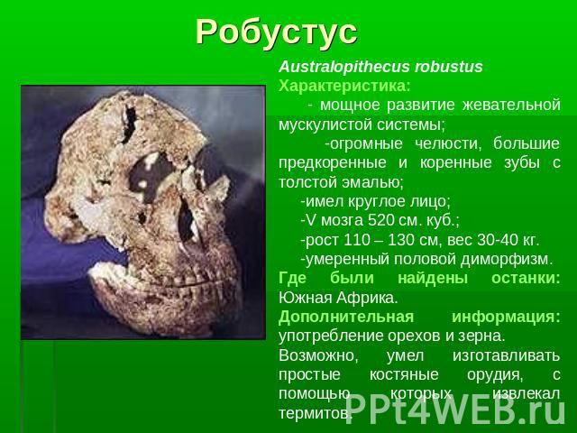 РобустусAustralopithecus robustusХарактеристика: - мощное развитие жевательной мускулистой системы; -огромные челюсти, большие предкоренные и коренные зубы с толстой эмалью; -имел круглое лицо; -V мозга 520 см. куб.; -рост 110 – 130 см, вес 30-40 кг…