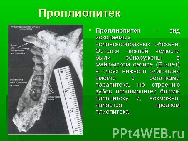 ПроплиопитекПроплиопитек - вид ископаемых человекообразных обезьян. Останки нижней челюсти были обнаружены в Файюмском оазисе (Египет) в слоях нижнего олигоцена вместе с останками парапитека. По строению зубов проплиопитек близок парапитеку и, возмо…