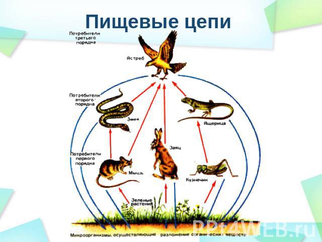 Пищевые цепи