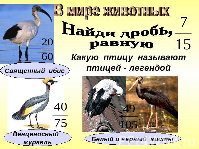В мире животныхНайди дробь, равнуюКакую птицу называютптицей - легендойСвященный ибисВенценосный журавльБелый и черный аисты