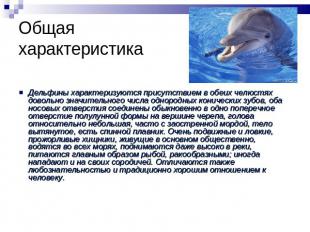 Общая характеристика Дельфины характеризуются присутствием в обеих челюстях дово