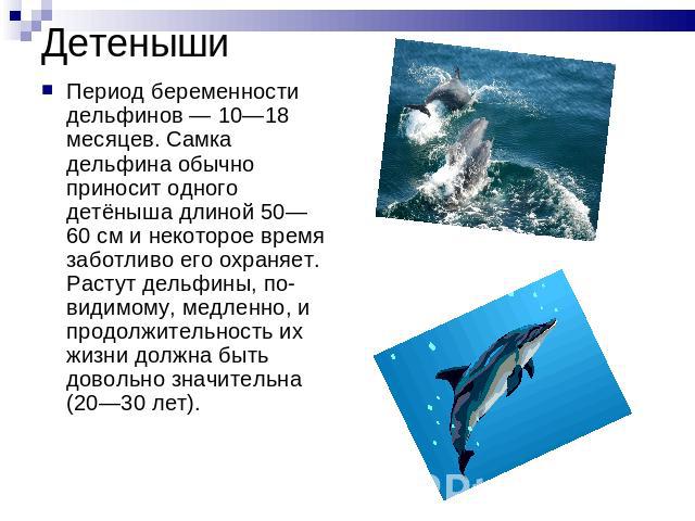 Детеныши Период беременности дельфинов — 10—18 месяцев. Самка дельфина обычно приносит одного детёныша длиной 50—60 см и некоторое время заботливо его охраняет. Растут дельфины, по-видимому, медленно, и продолжительность их жизни должна быть довольн…