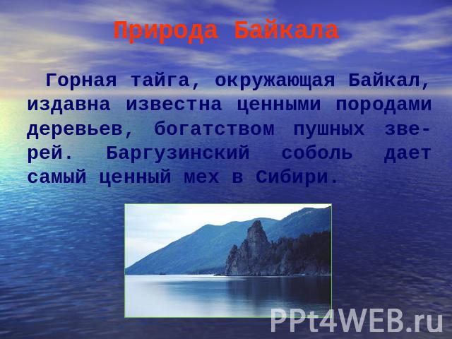 Природа БайкалаГорная тайга, окружающая Байкал, издавна известна ценными породами деревьев, богатством пушных зве-рей. Баргузинский соболь дает самый ценный мех в Сибири.