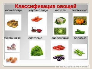 Классификация овощей