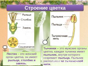 Строение цветкаПестик – это женский орган цветка, он имеет рыльце, столбик и зав