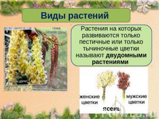 Виды растений Растения на которых развиваются только пестичные или только тычино