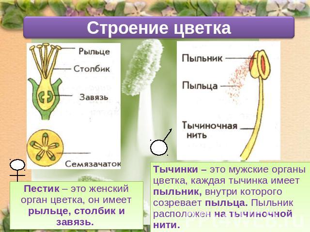 Строение цветкаПестик – это женский орган цветка, он имеет рыльце, столбик и завязь. Тычинки – это мужские органы цветка, каждая тычинка имеет пыльник, внутри которого созревает пыльца. Пыльник расположен на тычиночной нити