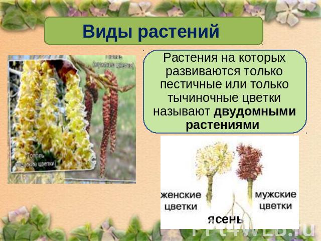 Виды растений Растения на которых развиваются только пестичные или только тычиночные цветки называют двудомными растениями