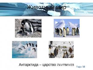Животный мирАнтарктида – царство пингвинов