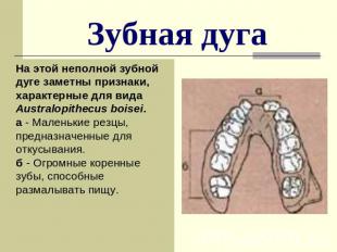 Зубная дуга На этой неполной зубной дуге заметны признаки, характерные для вида