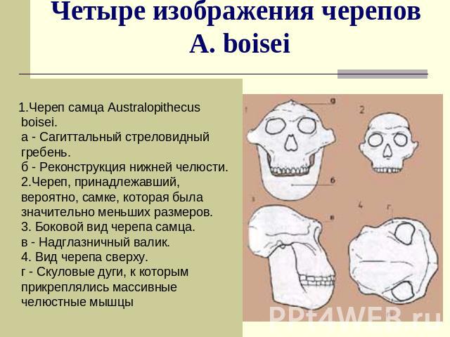 Четыре изображения черепов A. boisei 1.Череп самца Australopithecus boisei. а - Сагиттальный стреловидный гребень. б - Реконструкция нижней челюсти. 2.Череп, принадлежавший, вероятно, самке, которая была значительно меньших размеров. 3. Боковой вид …
