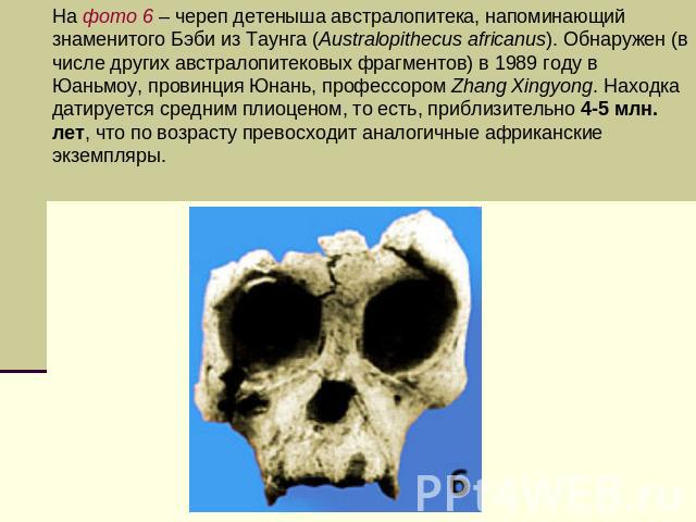 На фото 6 – череп детеныша австралопитека, напоминающий знаменитого Бэби из Таунга (Australopithecus africanus). Обнаружен (в числе других австралопитековых фрагментов) в 1989 году в Юаньмоу, провинция Юнань, профессором Zhang Xingyong. Находка дати…