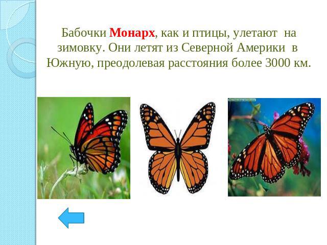 Бабочки Монарх, как и птицы, улетают на зимовку. Они летят из Северной Америки в Южную, преодолевая расстояния более 3000 км.