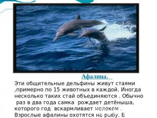 Афалина. Эти общительные дельфины живут стаями ,примерно по 15 животных в каждой