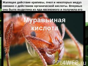 Жалящее действие крапивы, пчел и некоторых медуз связано с действием органическо