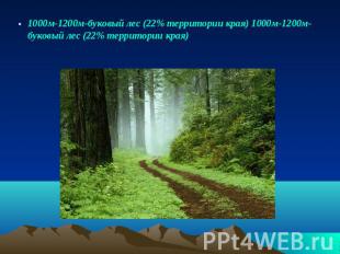 1000м-1200м-буковый лес (22% территории края) 1000м-1200м-буковый лес (22% терри