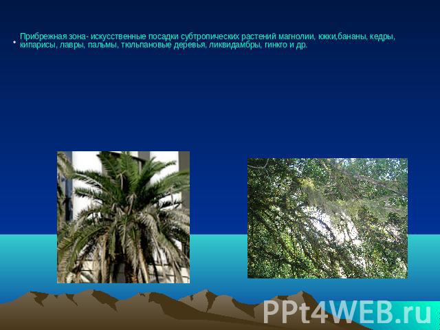 Прибрежная зона- искусственные посадки субтропических растений магнолии, юкки,бананы, кедры, кипарисы, лавры, пальмы, тюльпановые деревья, ликвидамбры, гинкго и др.