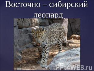 Восточно – сибирский леопард