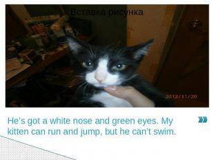 He’s got a white nose and green eyes. My kitten can run and jump, but he can’t s