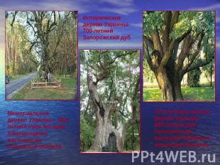 Мемориальное дерево Украины-  800-летняя липа Богдана Хмельницкого, растущая во