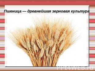 Пшеница — древнейшая зерновая культура