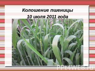Колошение пшеницы10 июля 2011 года