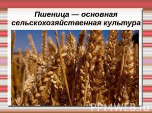 Пшеница — основная сельскохозяйственная культура