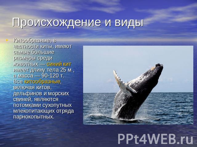 Происхождение и видыКитообразные, в частности киты, имеют самые большие размеры среди животных — синий кит имеет длину тела 25 м , а масса — 90-120 т. Все китообразные, включая китов, дельфинов и морских свиней, являются потомками сухопутных млекопи…